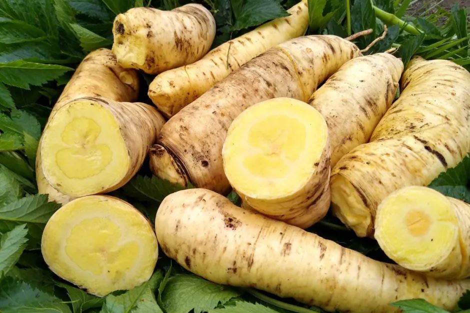 根类食物大全 (5种根菜类的食材)