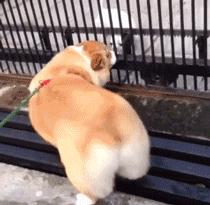 狗的神奇开关是什么,狗上面的神奇开关