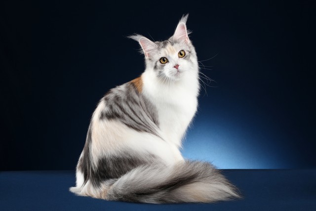 铲屎官快看看图片,铲屎官怎么看猫咪的粑粑是否健康