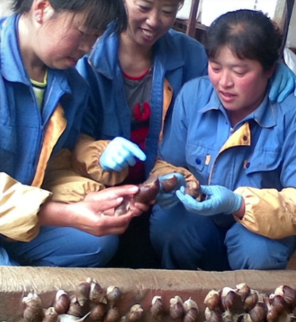 蜗牛可以做花肥吗,蜗牛做美容产品