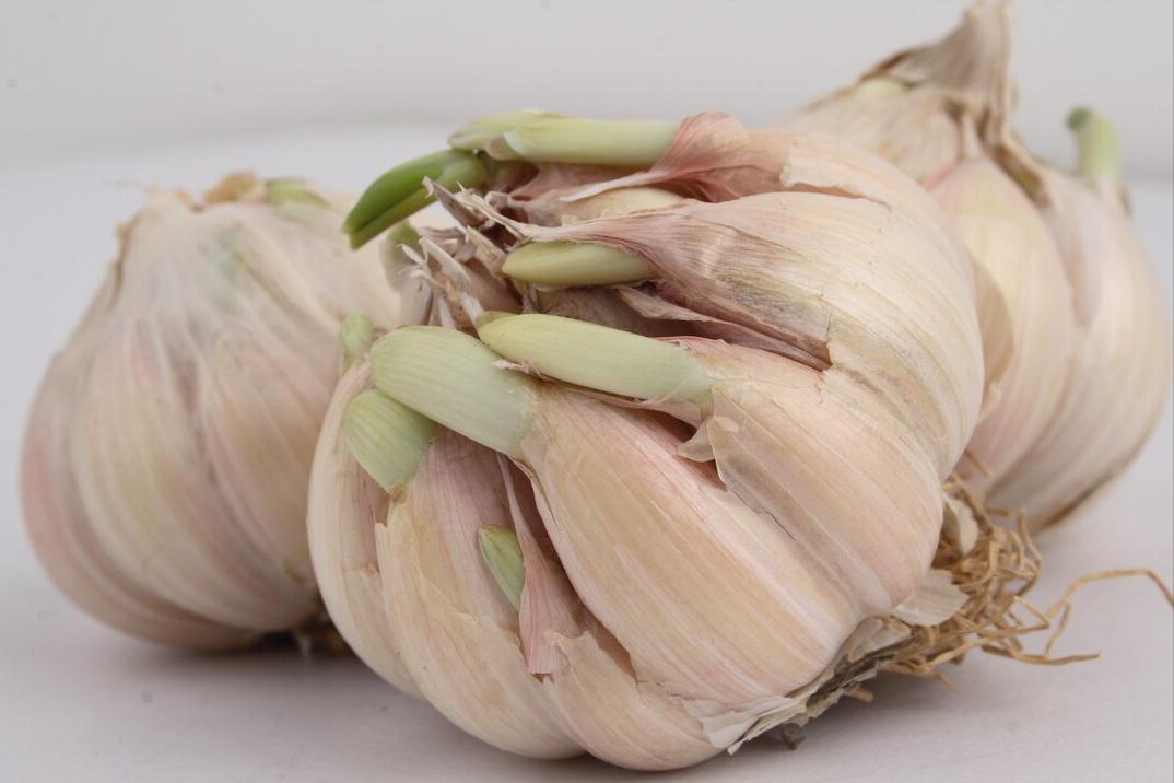 大蒜要怎么储存才不会发芽,大蒜怎么保存才不会干瘪发芽