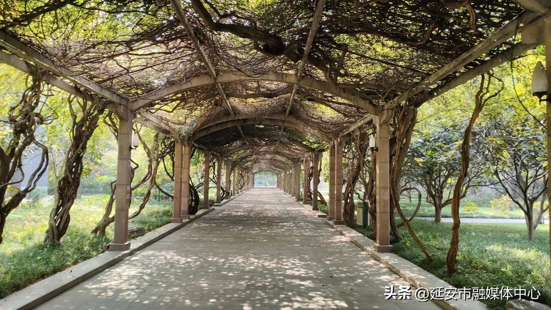 陕西宾馆迎来最佳观花赏景季节,陕西宾馆内景色