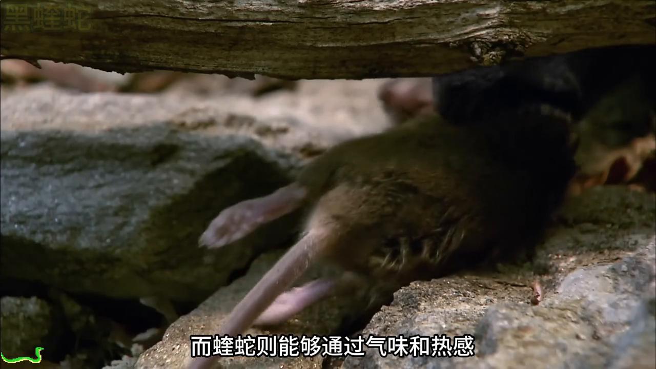毒蛇捕食老鼠全过程,蝰蛇毒死老鼠有多快