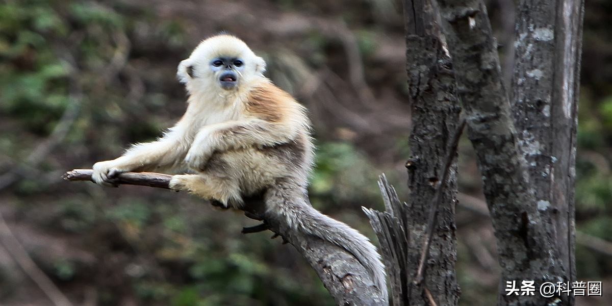 神农架深处被列为禁区的现象,神农架深处为何被列为禁区进不去
