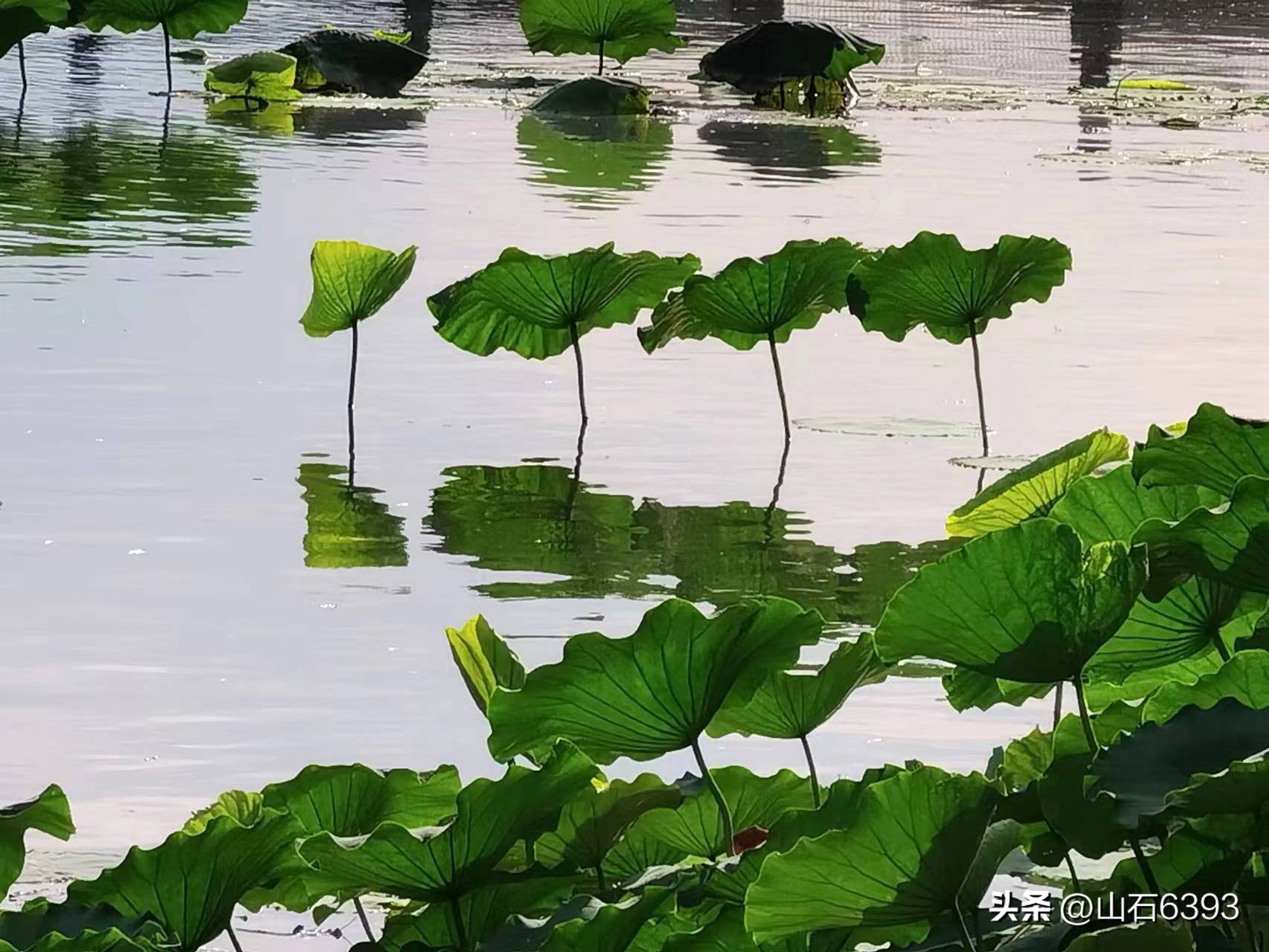 「战友美拍」“荷颂”系列17:陶俊峰的《荷叶之美》