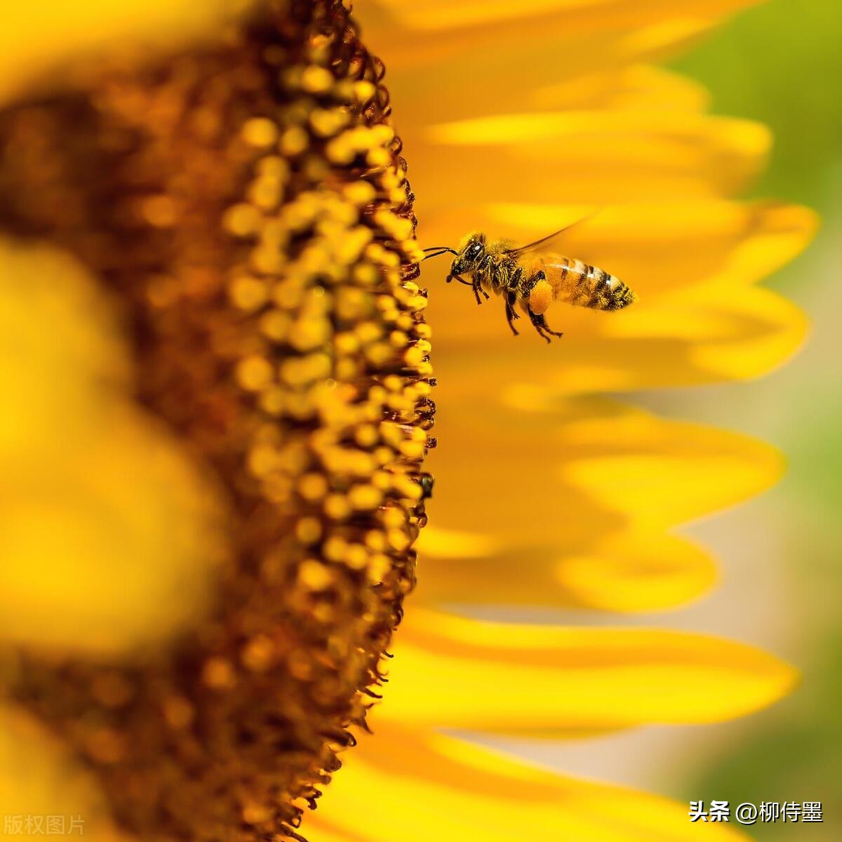 怎样用手机拍出向日葵好看的照片,向日葵怎样拍好看