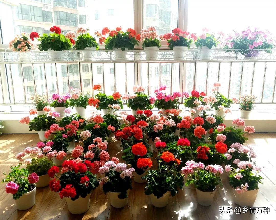 花卉种植的技巧和方法,养花不烂根的小技巧是什么