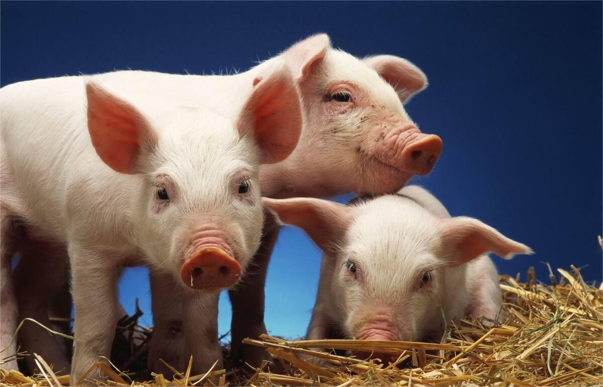 养一头驴一年可以赚多少,养多少头驴能赚钱