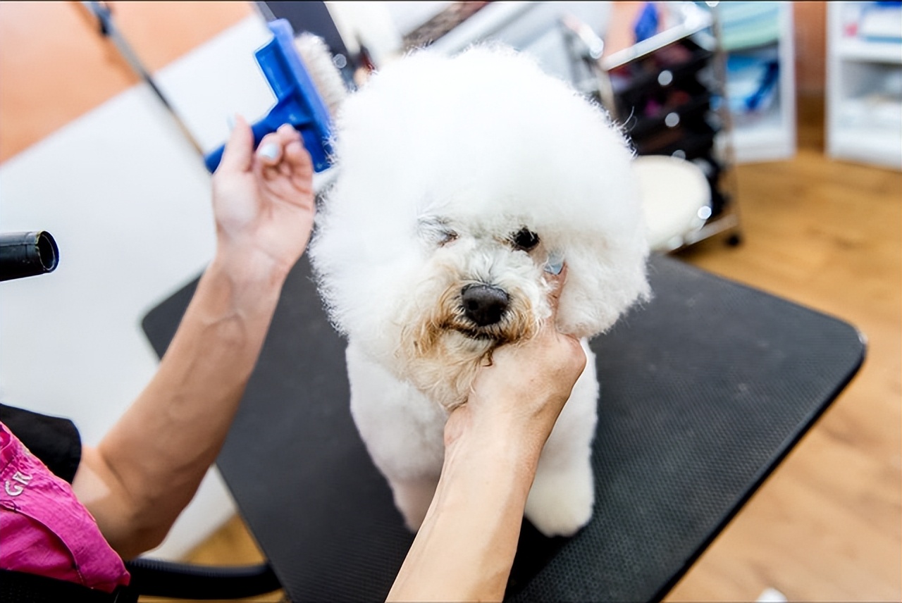 比熊拉了很多虫是什么情况,比熊要驱虫的表现是什么