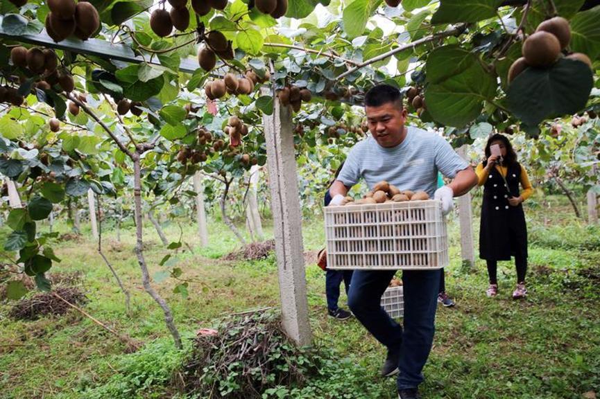 新西兰弄走了湖北猕猴桃，还让中国人付版权费？