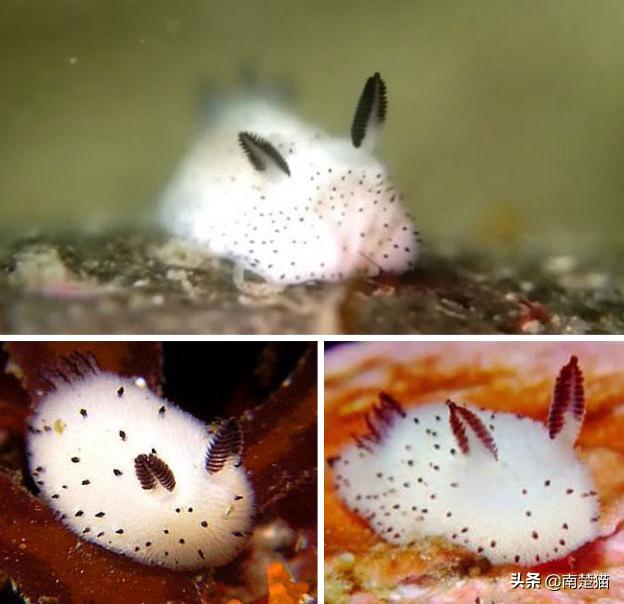 分享各种各样的动物,保证你没见过的20种新动物