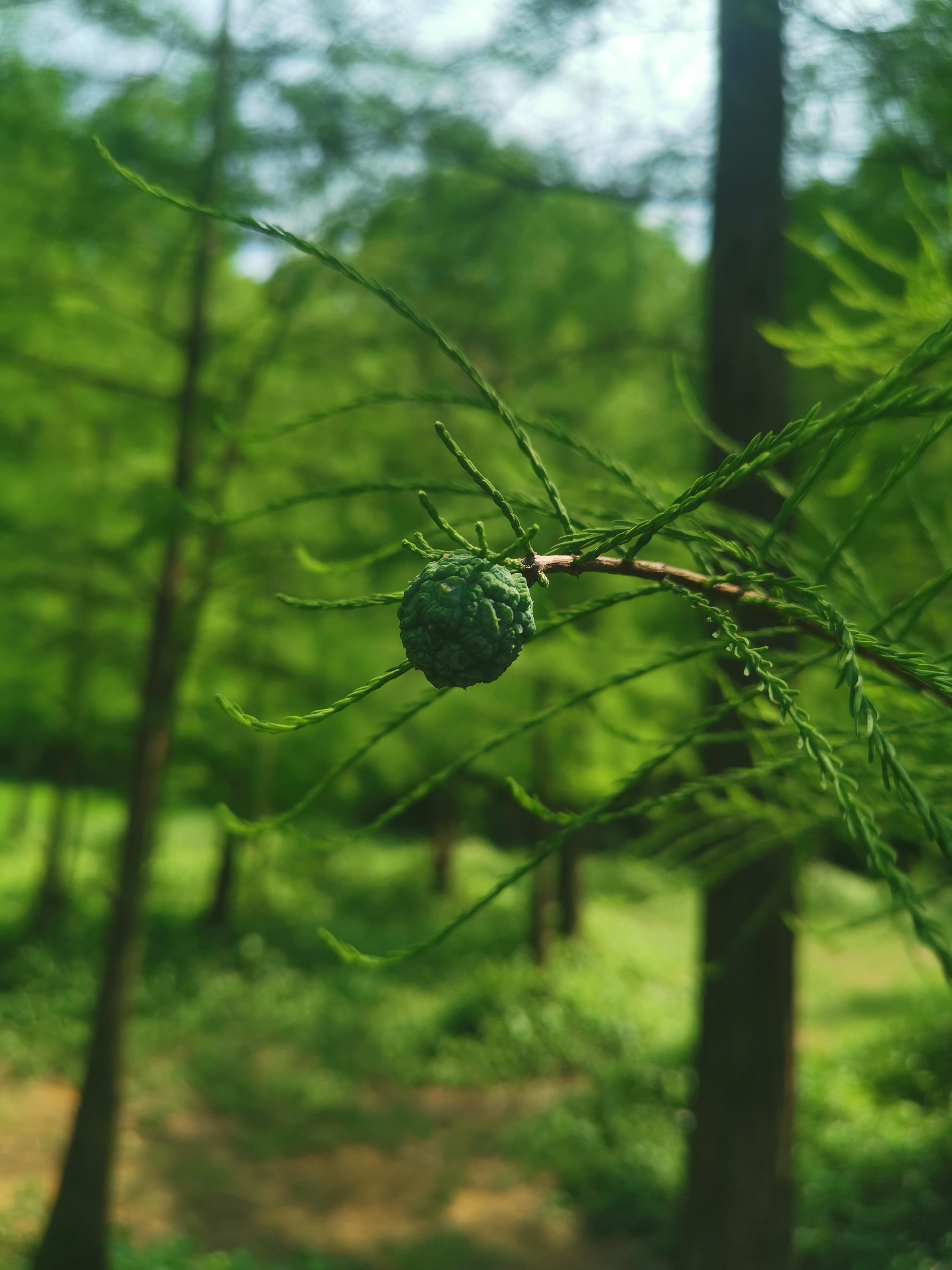大夫山一日游自由行,大夫山一日游周记