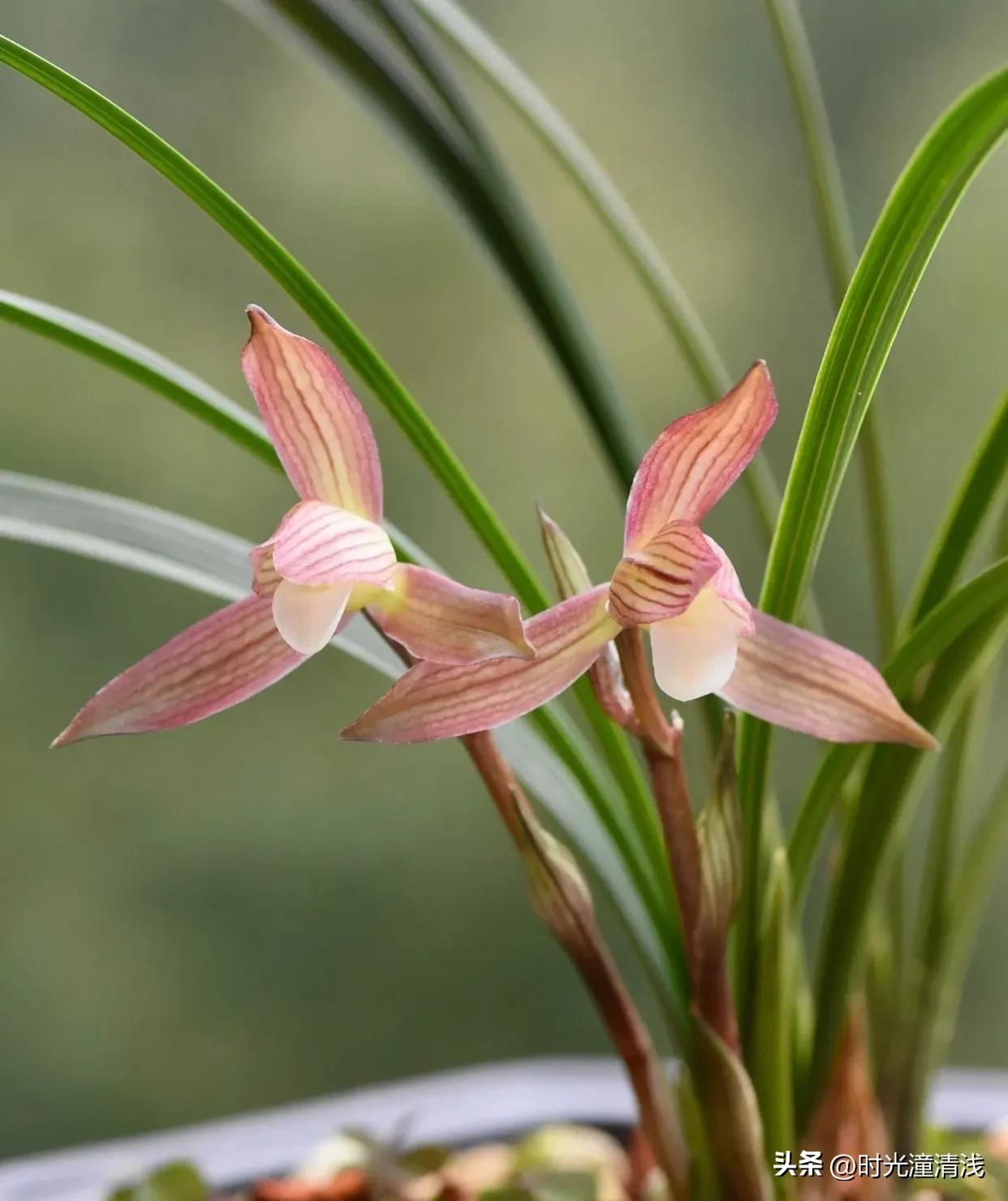 花中四君子之一兰花,兰花花草欣赏