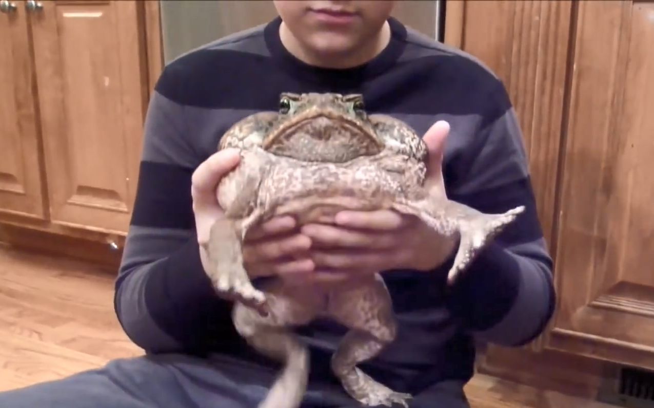 世界上最大的蟾蜍是,全世界最大的蟾蜍