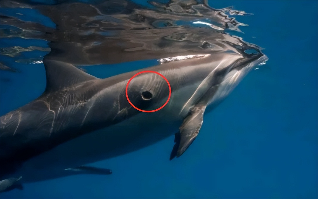 达摩鲨为什么不怕虎鲸,能和虎鲸大白鲨斗的是达摩鲨吗