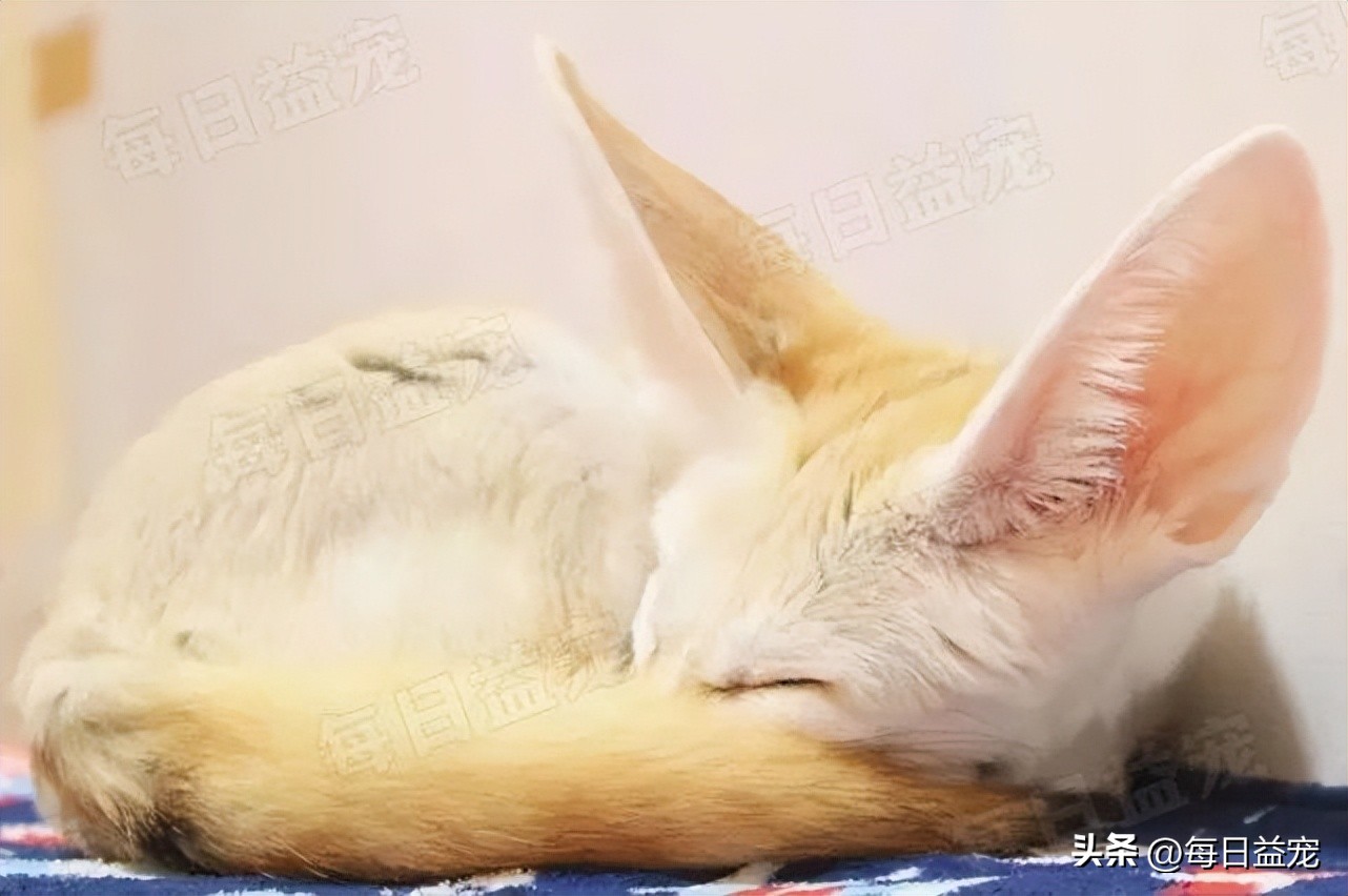 花500块在网上买的猫,6000元的纯种布偶猫