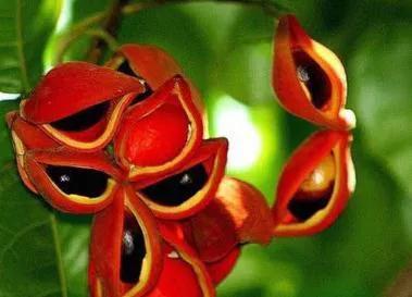 100多种罕见水果欣赏,100种罕见水果名字