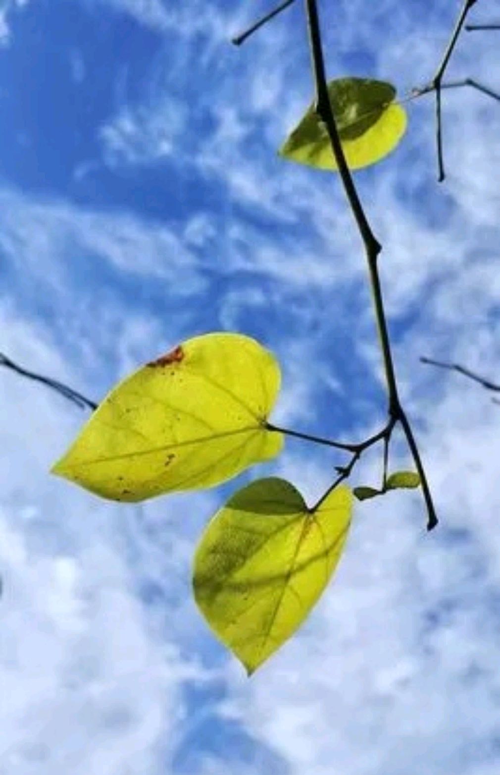 季节渐深,感悟秋叶之静美