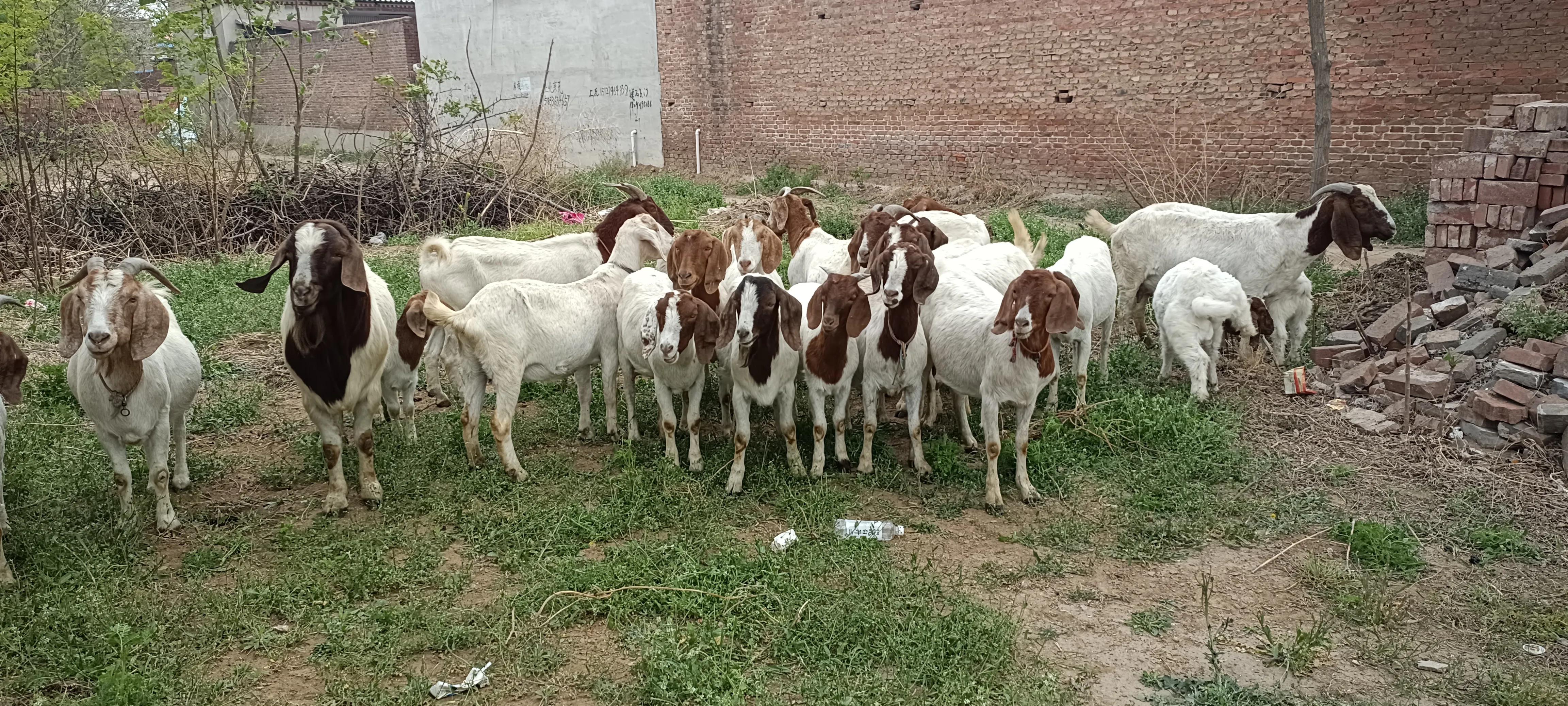 在农村适合兼职的养殖项目,农村养殖羊创业项目计划书