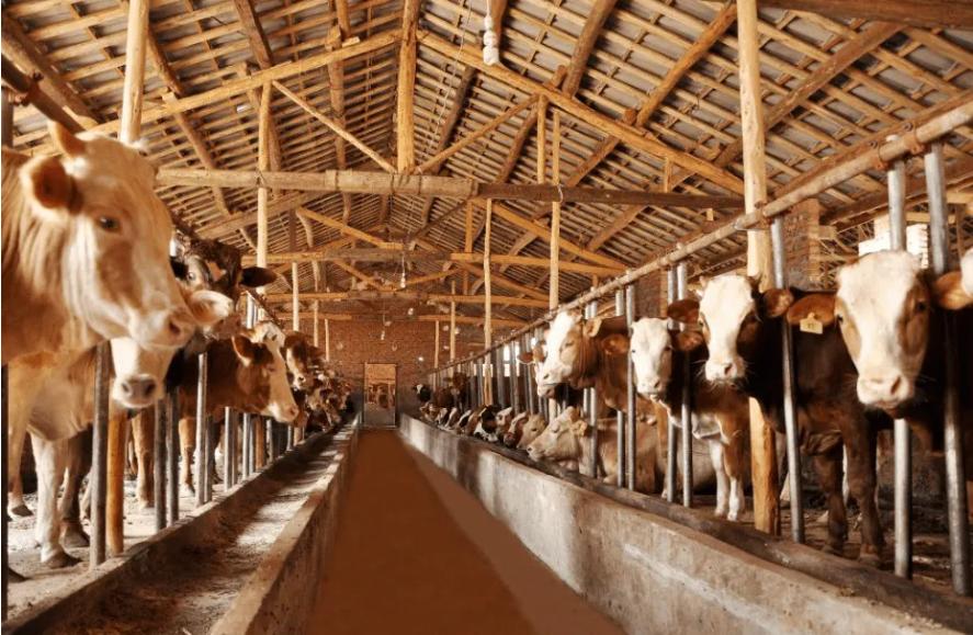 牛得肺炎症状及治疗方法,牛得了肺炎一般要打多长时间针