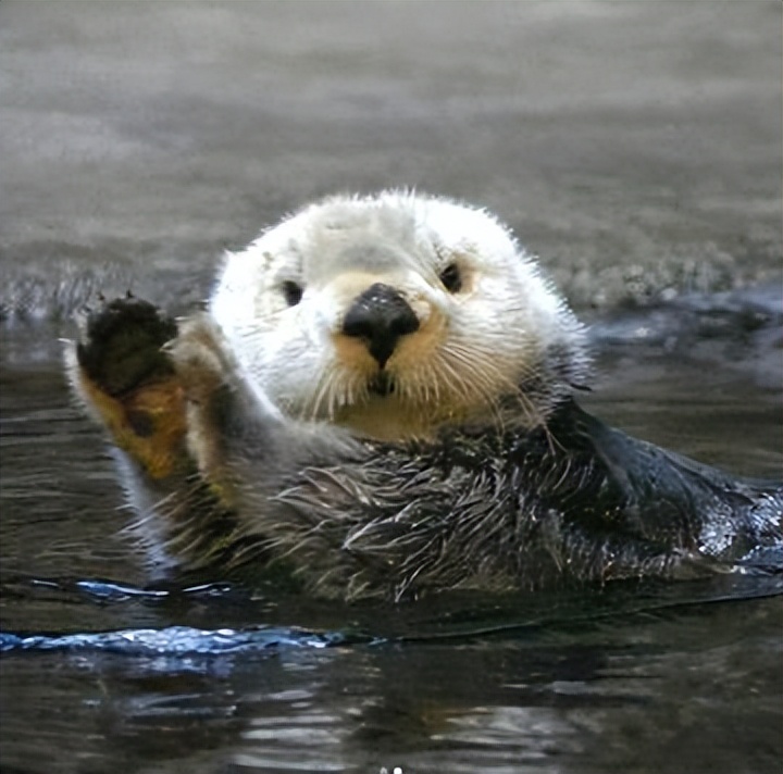 水獭建筑大师,动物界的建筑大师河狸