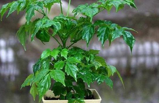 家里养的绿宝突然一直掉叶,家里绿宝树有鸟巢怎么办