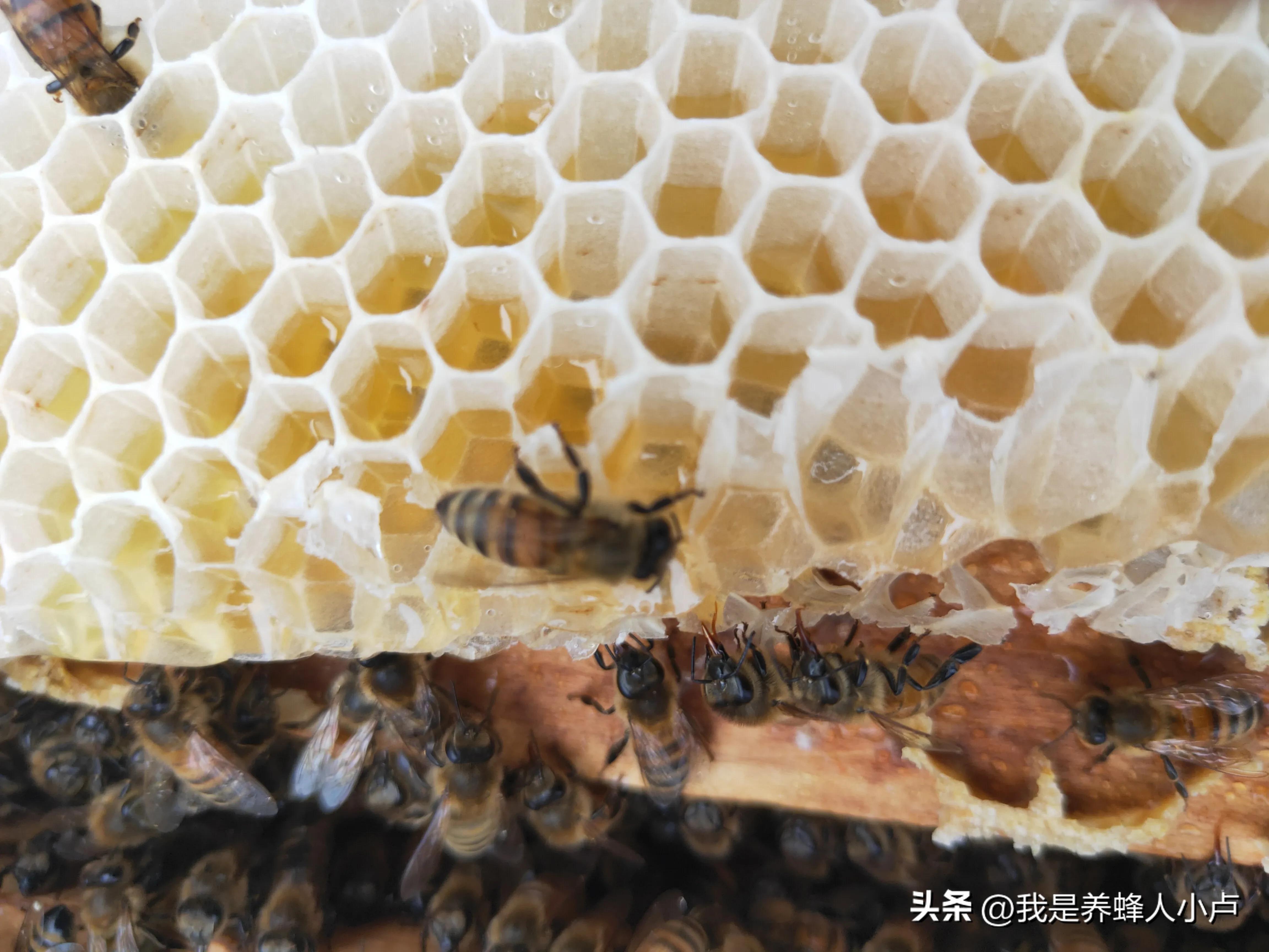 可以做到一招辨别真假蜂蜜吗？真的假的？我咋不信呢？