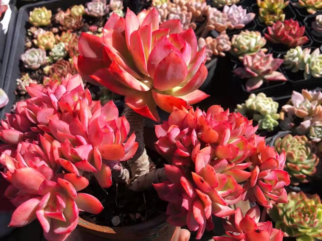 南方的多肉露养也可以很美的,东北阳台露养多肉