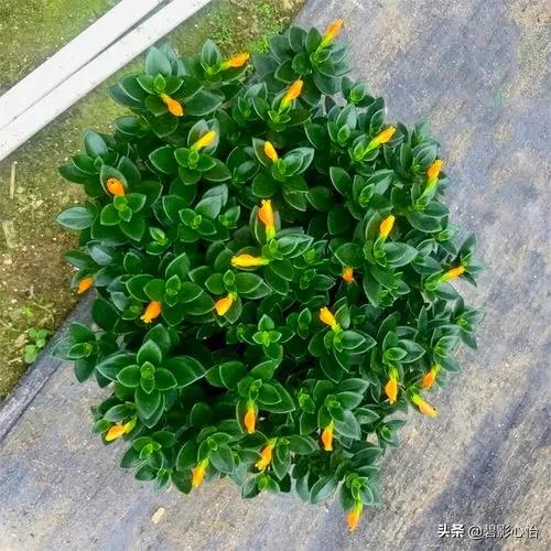 金鱼吊兰立冬怎样剪枝冬天能开花,金鱼吊兰开花的时候需要施肥吗