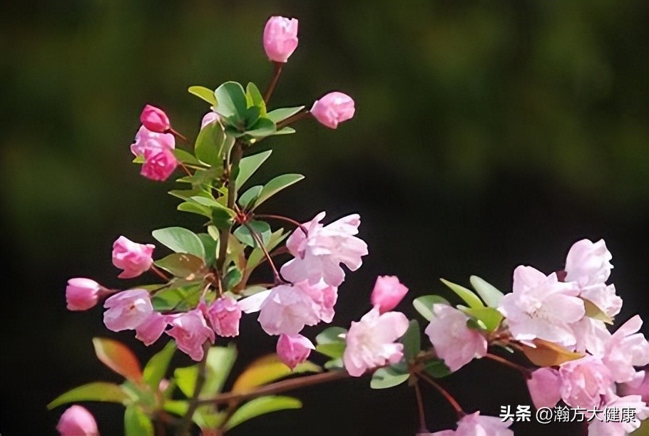 中草药治疗疤痕疙瘩良方,疤痕体质用什么方式祛黑痣