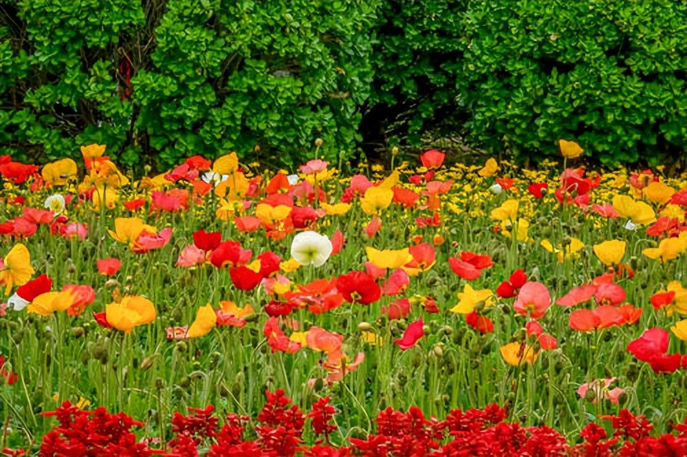 常觅春归不知处花田此地得逢君：栖云田园小镇·花间集