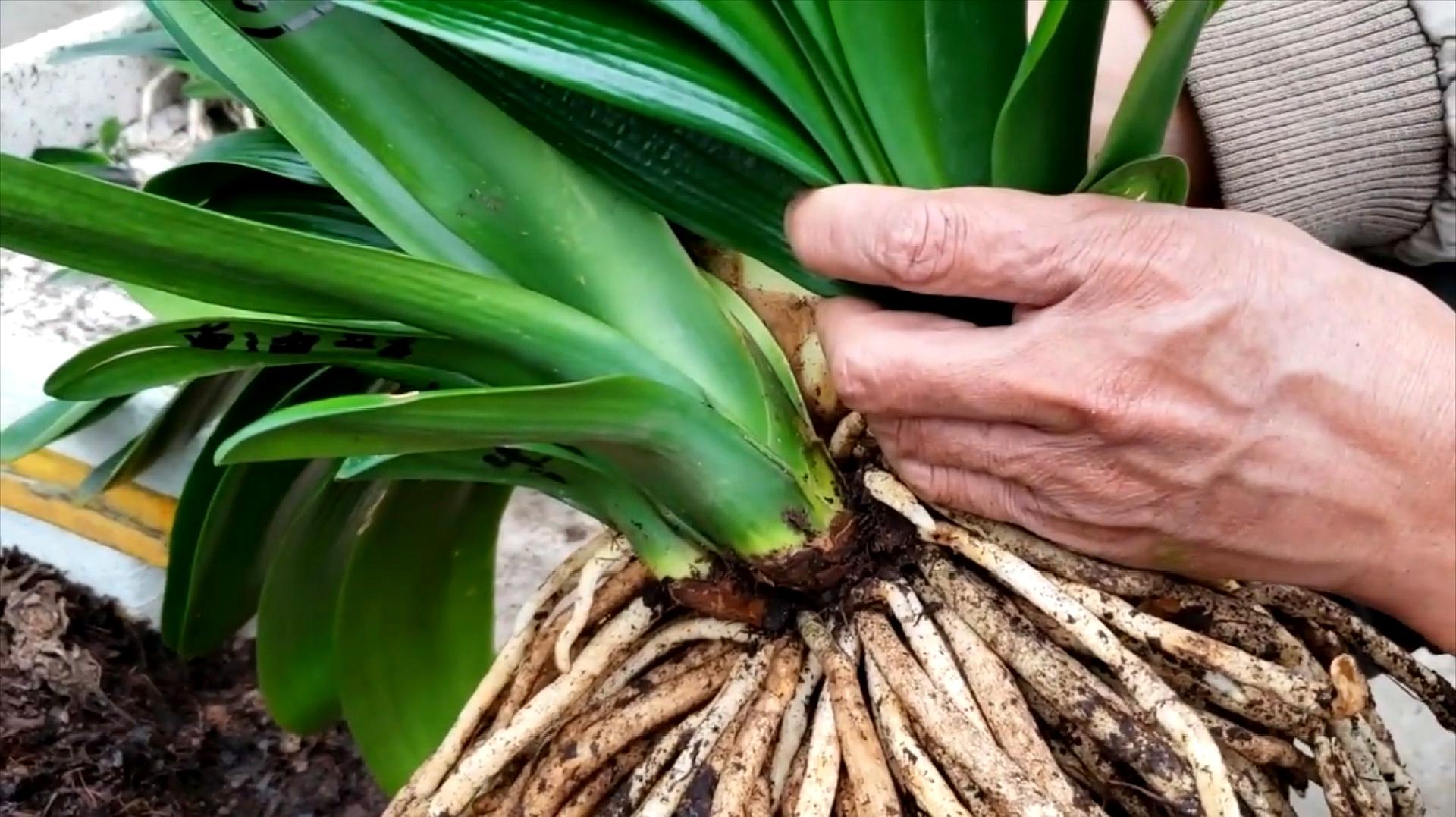 新手养护君子兰注意这三点,养君子兰避开3个误区叶大花又艳
