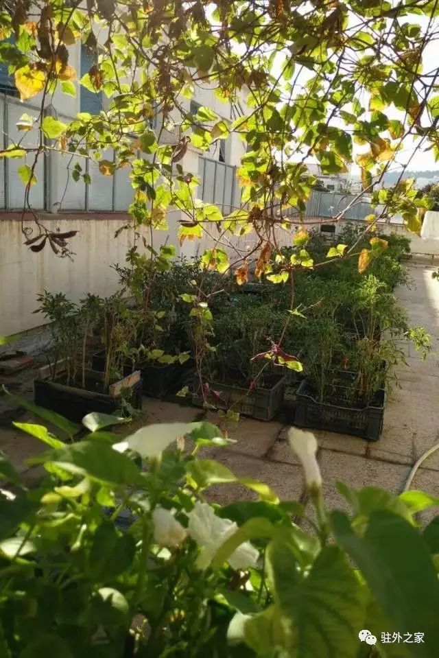 驻外人的“花花世界”——且看菜园变花园