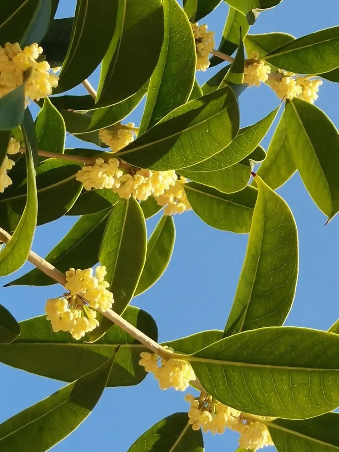 被评为中国传统十大名花,中国十大传统名花ppt