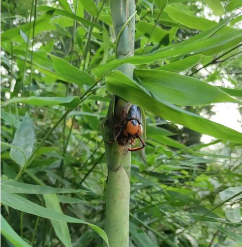 带“牛”却不是牛，似牛非牛，刷新你的认知