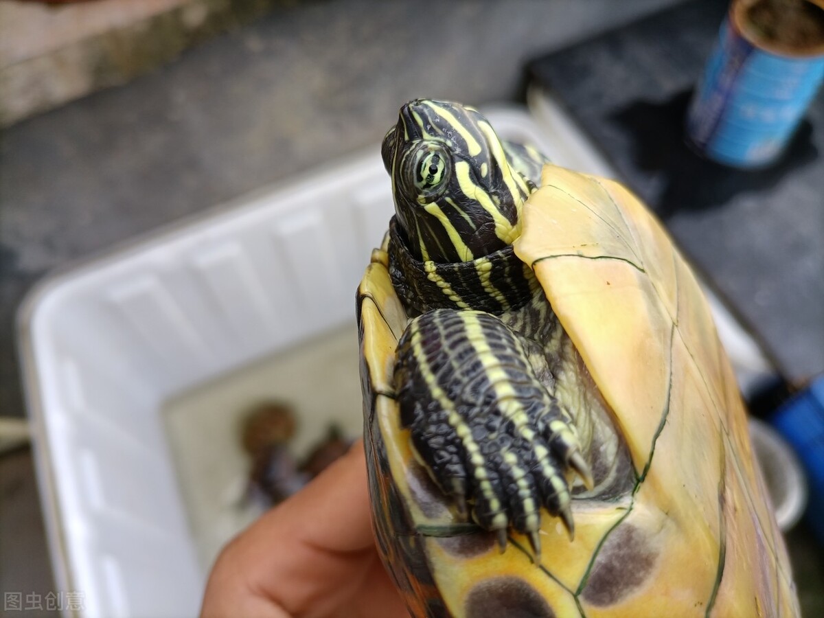 冬天小巴西龟怎么过冬,冬眠小巴西龟软壳怎么办