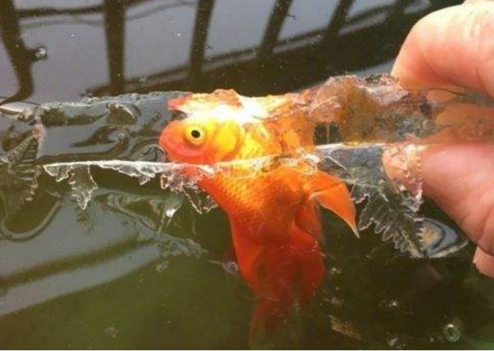 为什么海面结冰鱼不会被冻死,零下20度鱼被冻死