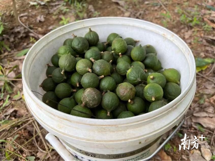 广东夏威夷果种植基地,南宁市夏威夷果种植补贴