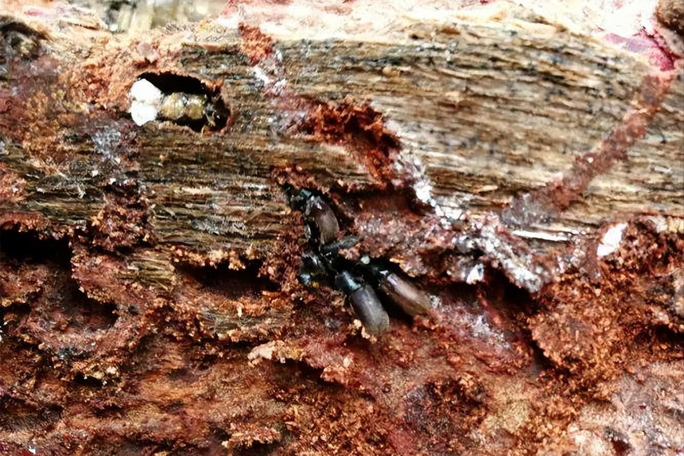 家里小蠹虫怎么彻底防治,卧室有特别小的虫怎么消灭