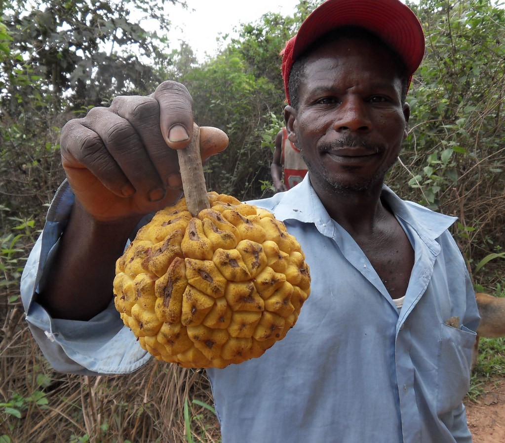 藤黄水果,藤黄科的水果有哪些