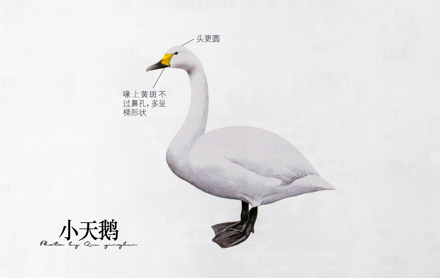 涓滄睙鎻借儨,涓滄睙鎻借儨楦熺被