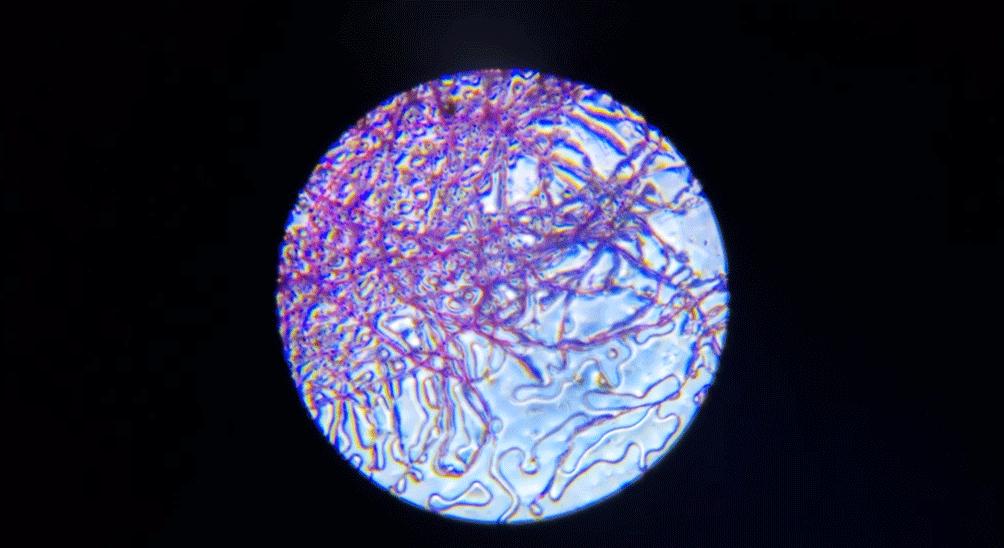 儿童探索放大镜多少倍合适,家长应不应该给孩子买显微镜