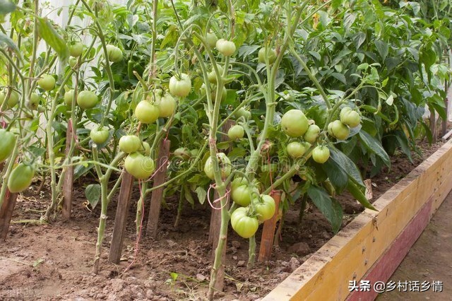 小冬瓜怎么整枝打叉结瓜多,冬瓜如何整枝打杈留瓜视频