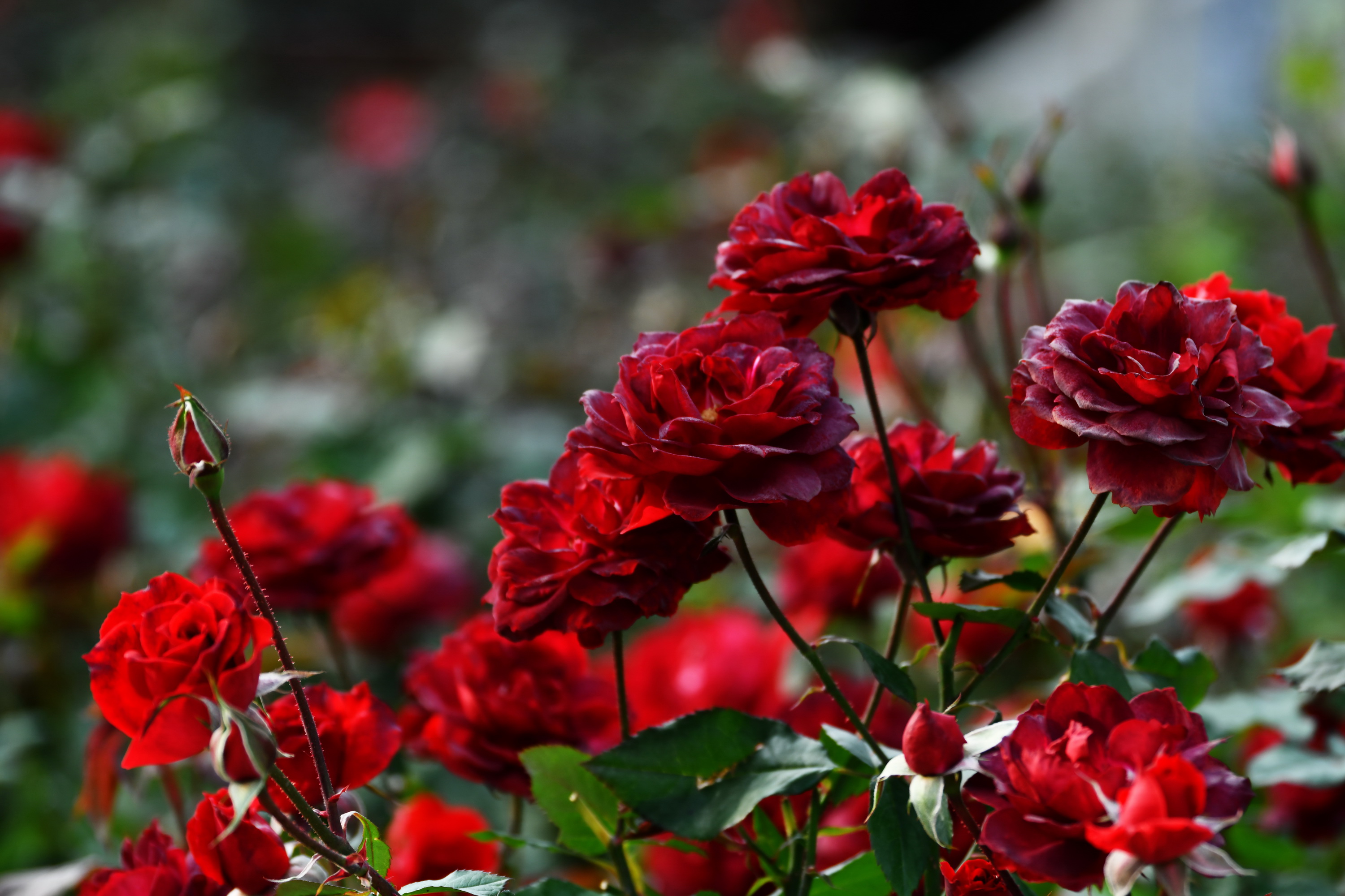 广州市番禺区宝墨园攻略,广州宝墨园景观