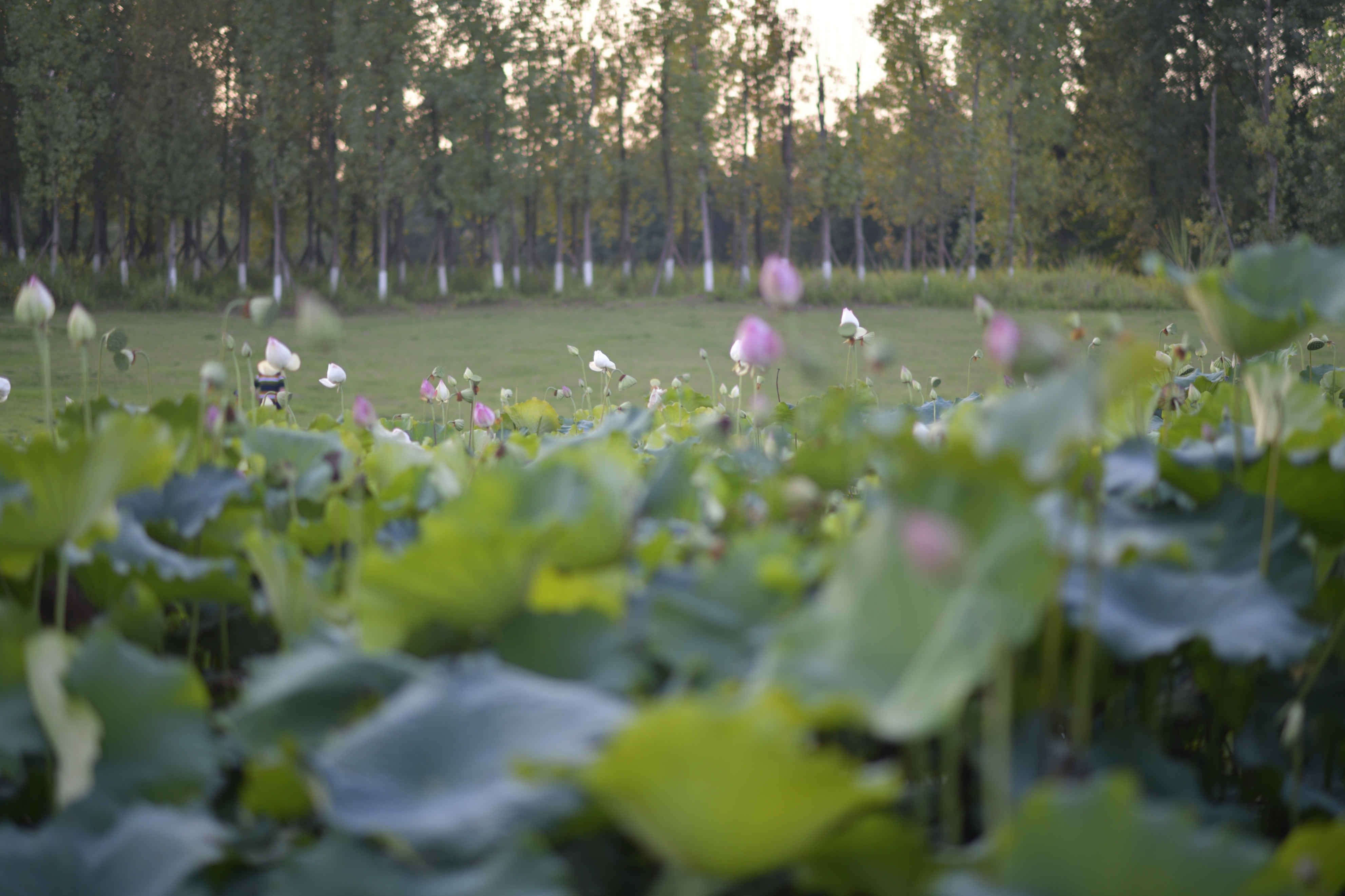 重庆市赏花胜地游玩线路,重庆渝北周边赏花地点推荐
