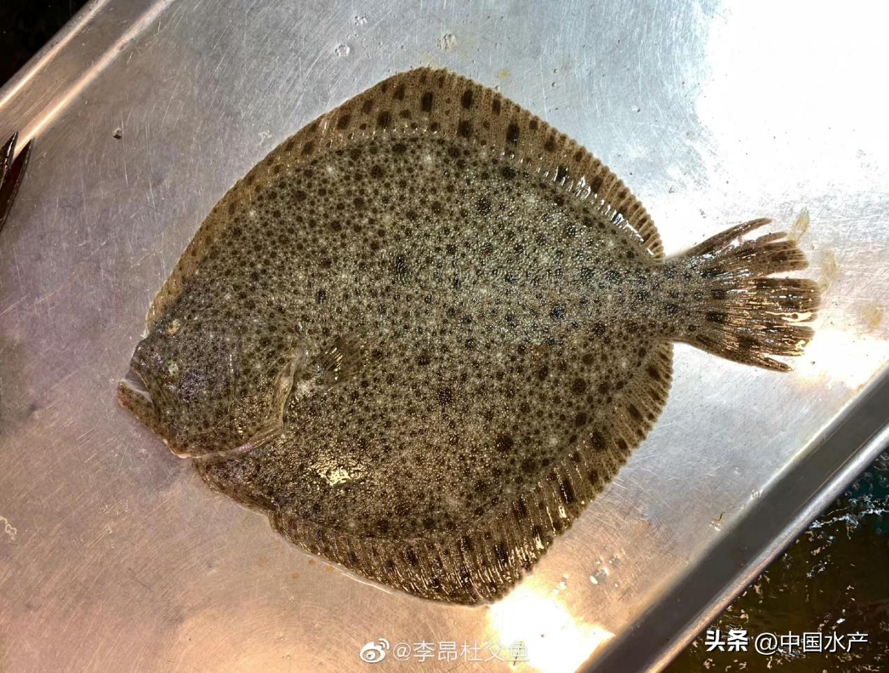 水生外来物种入侵防控工作方案,水生动物防疫