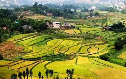 永川仙龙油菜花基地,仙龙油菜花节