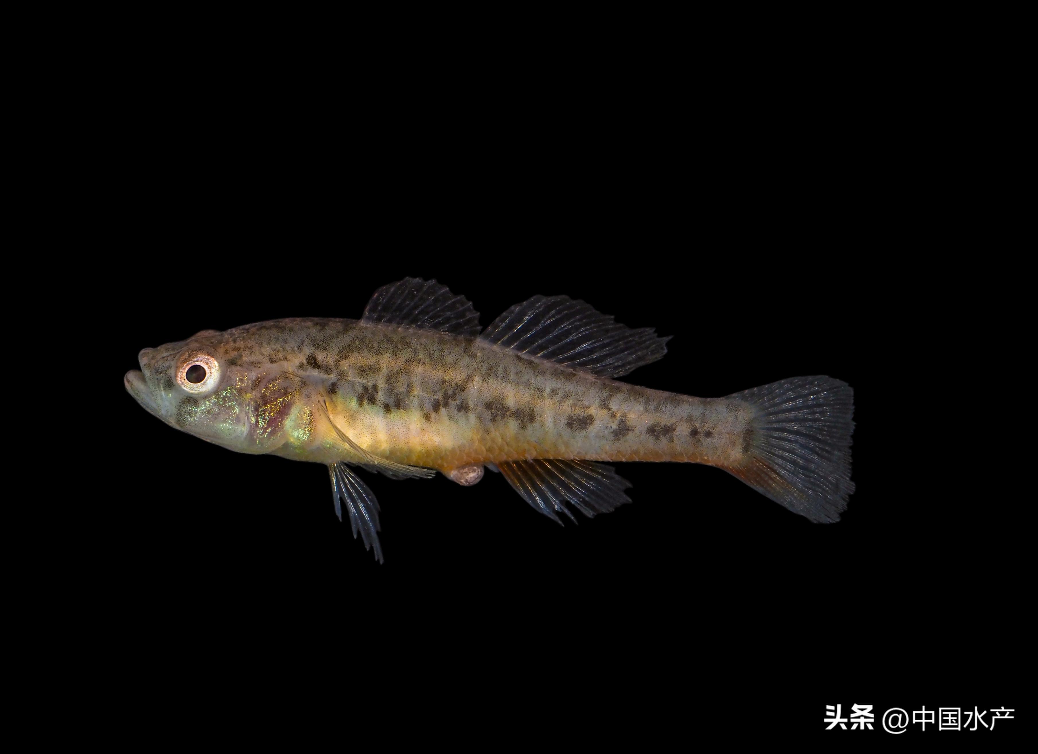 水生外来物种入侵防控工作方案,水生动物防疫