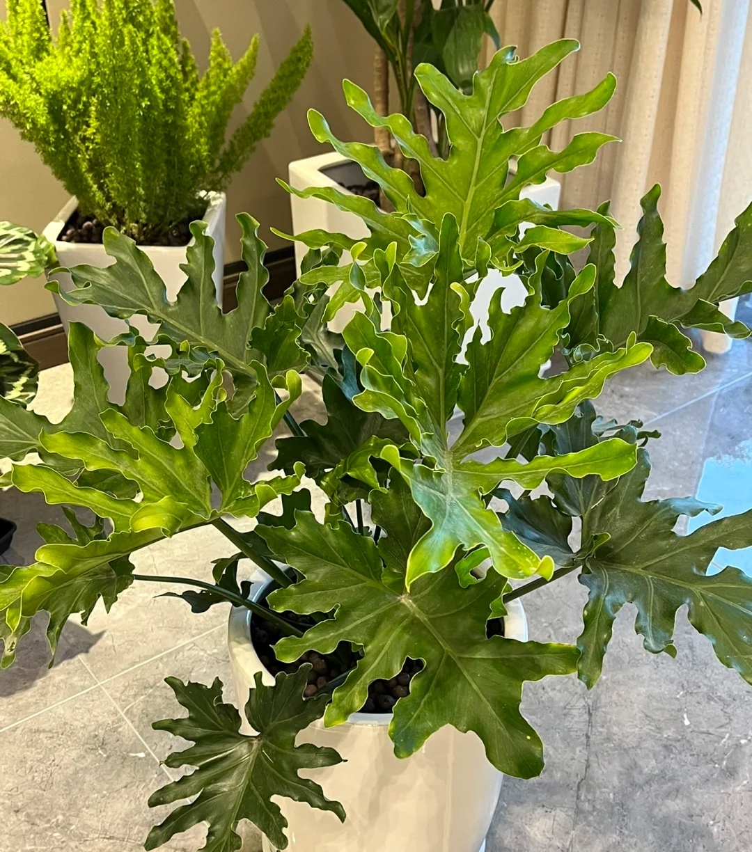 家庭客厅养什么花好看又旺财,客厅最吉祥的三种花