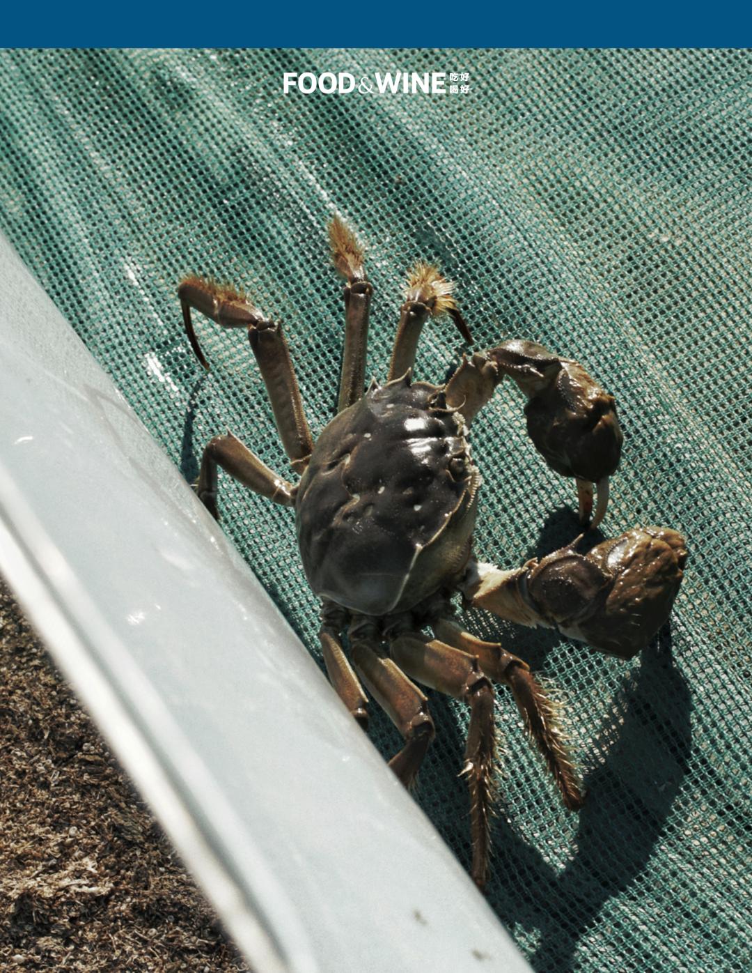 固城湖还是高邮湖螃蟹好,高邮湖螃蟹几月份有